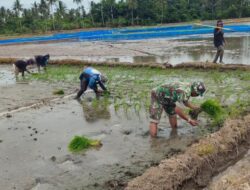 Babinsa Koramil 1404-02/Mattiro Sompe Bantu Petani Tanam Padi “Dukung Ketahanan Pangan”
