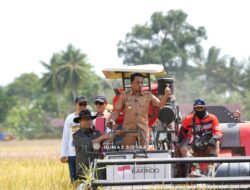 30 Combine Harvester Bergerak Bersama, Panen Raya IP 300 di Bila Riase Jadi Sorotan