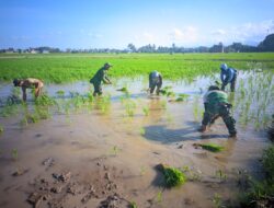Warga Turun Kesawah Tanam Padi”Bentuk Kepedulian Tim Satgas TMMD Ke-129  Turut Membatu warga”