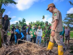 Satgas TMMD Ke – 129 Kodim 1404/Pinrang  Bersama Warga  Basmi Hama Tikus ” Langkah Ini Adalah Upayah  Tingkatkan  Hasil Panen  Petani