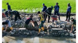 Pembangunan Jalan Tani Oleh TMMD Ke-129 Kodim 1404/Pinrang  Capai 48 Persen  Di Hari Ke – 11