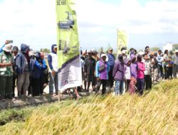 Panen PM-AAS Sidrap Lampaui Target, Produktivitas Capai 11 Ton per Hektare