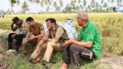 Kepala Dinas  Tanaman Pangan Dan Hultikultura Kabupaten Pinrang Apresiasi Hasil Panen Perdana Masyarakat Kecamatan Tiroang