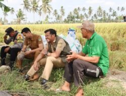 Kepala Dinas  Tanaman Pangan Dan Hultikultura Kabupaten Pinrang Apresiasi Hasil Panen Perdana Masyarakat Kecamatan Tiroang
