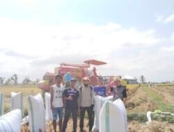 Menanam di Lahan PM-AAS, Pemuda Sereang Panen 18,7 Ton Gabah