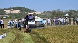 Panen di Tengah Kemarau El Nino, Bupati Sidrap Puji Keuletan Petani