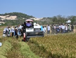 Panen di Tengah Kemarau El Nino, Bupati Sidrap Puji Keuletan Petani
