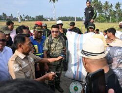 Sidrap Jaga Ketahanan Pangan, Panen Padaloang Alau Tembus 11,6 Ton Gabah per Hektare