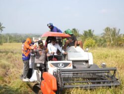 Panen di Sawah Tadah Hujan Bulo Wattang, Bupati Syaharuddin: Ada Sumur Bor, Petani Tetap Produktif