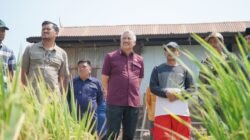 Bupati A. Irwan Tinjauh Lansung  Kegiatan Panen  Padi Di Desa  Bunga Kecamatan Mattiro Bulu