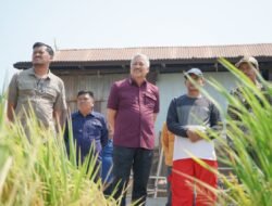 Bupati A. Irwan Tinjauh Lansung  Kegiatan Panen  Padi Di Desa  Bunga Kecamatan Mattiro Bulu