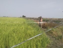 Babinsa Sidenreng Pantau LTT untuk Dukung Ketahanan Pangan